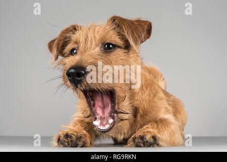 Norfolk terrier cross jack russell sale for sale