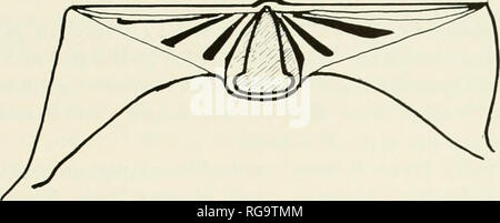 Chondrophore hi-res stock photography and images - Alamy