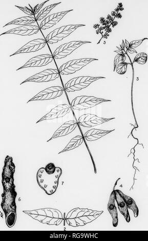. Bulletin (Pennsylvania Department of Forestry), no. 11. Forests and forestry. PLATE CI. TREE OF HEAVEN 1. A mature leaf, x }. 2. Lower side of two leaflets showing glands, x *. 3. A panicle of flowers, x J. 4. A small cluster uf winged seeds, x i. r». A seedling, x A. 6. A winter twig, x J. 7. A bud and a leaf-scar with bundle-scars, natural size. 193 TREE OF HEAVEN Ailanthus glandulosa, Desfontaines FAMILY AND GENUS DESCRIPTION—The Quassia family, Simarubaceae, comprises about 30 gon(Ta with 150 species found mostly in the tropics and the warmer parts of both the eastern and western hemisph Stock Photo