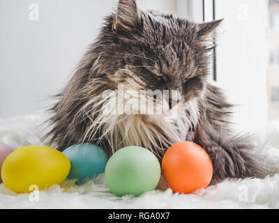 Easter eggs painted in bright colors and a charming kitten on the background of the window. Close-up. Happy Easter. Preparation for the holiday Stock Photo