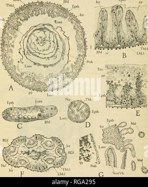 microscopic cross section showing the stomach detail of a rat Stock ...