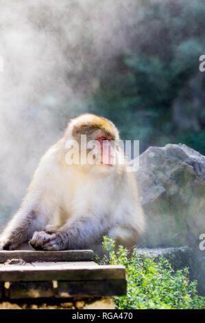 Japan, Red-faced makak Stock Photo