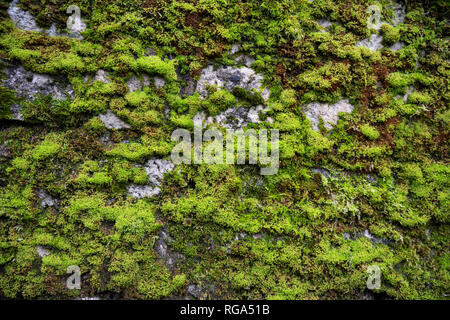 Old stone wall covered with green moss Stock Photo