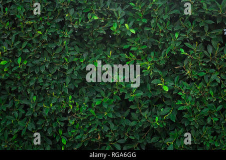 Green tree wall for closeup textured background pattern. Stock Photo