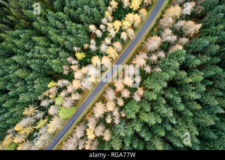 Great Britain, Scotland, pine forest and road Stock Photo