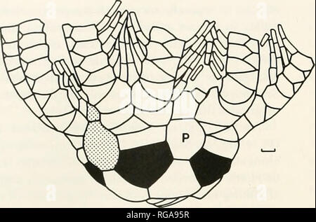 Avaliac3a7c3a3o diagnc3b3stica-8c2ba-ano