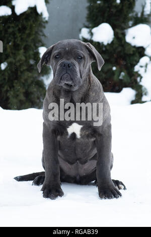 Sitting cane corso portrait dog puppy gray outdoor winter snow Stock Photo