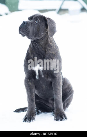 Sitting cane corso portrait dog puppy gray outdoor winter snow Stock Photo