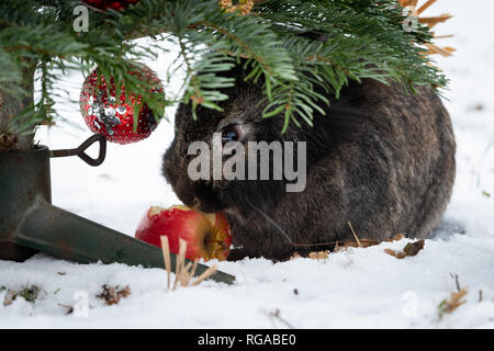 A dwarf rabbit eating an apple hanging on a christmas tree, outside in snow Stock Photo