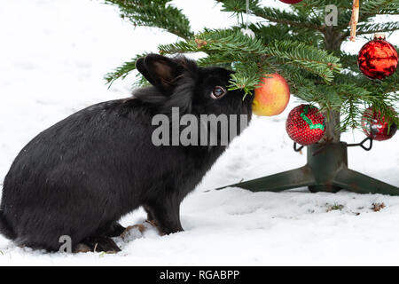 A dwarf rabbit eating an apple hanging on a christmas tree, outside in snow Stock Photo
