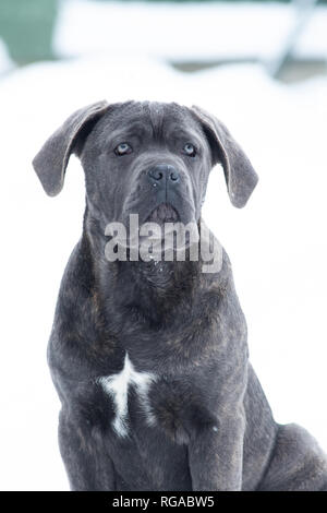 Sitting cane corso portrait dog puppy gray outdoor winter snow Stock Photo