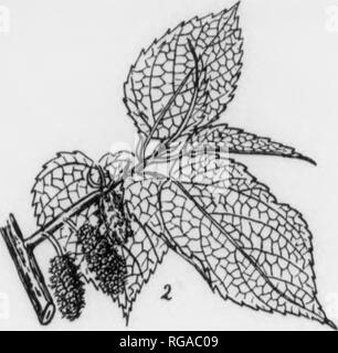 . Bulletin (Pennsylvania Department of Forestry), no. 11. Forests and forestry. 154 RED MULBERRY. Morus rubra, Linnaeus. GENUS DESCRIPTIONâThe genus Morud comprises about 10 species of which number 3 are native to North America and 1 to Pennsylvania. Its representatives occur as trees or shrubs in eastern North America, Central America, South America, and Europe but are most abundant in Asia. The White Mulberry (Morus alba L.), a native of Asia, has been planted extensively In this State. FORMâUsually attains a height of 85-50 ft. with a diameter 12-18 Inches but may reach a height of 70 ft. w Stock Photo