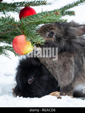 Two dwarf rabbits eating an apple hanging on a christmas tree, outside in snow Stock Photo