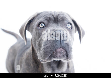 Closeup portrait of cane corso puppy six month in winter outdoor Stock Photo