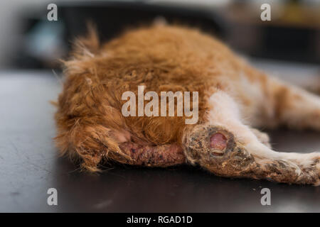 kitten with multiple infected wounds. Cat sedated on black table at the veterinary clinic, preparing for surgery Stock Photo