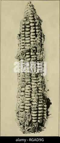 . Bulletin of the U.S. Department of Agriculture. Agriculture. Bui. 363, U. S. Dept. of Agriculture. Plate IV.. Corn Ear Showing Infestation by the Angoumois Grain Moth (Sitotroga cerealella) and Afterwards by the Indian-Meal Moth (Plodia interpunctella). (Original.). Please note that these images are extracted from scanned page images that may have been digitally enhanced for readability - coloration and appearance of these illustrations may not perfectly resemble the original work.. United States. Dept. of Agriculture. [Washington, D. C. ?] : The Department : Supt. of Docs. , Govt. Print. Of Stock Photo