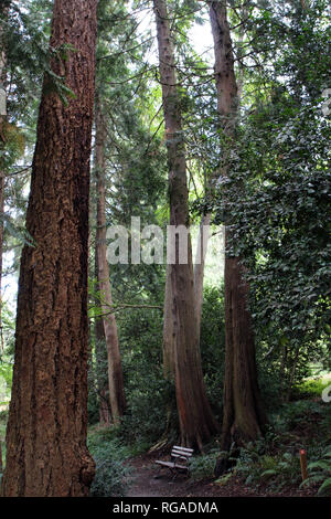 Bench in the Washington Park Arboretum Stock Photo - Alamy