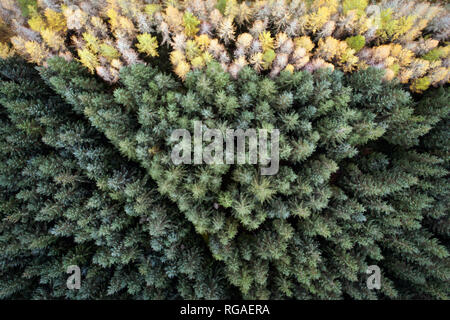 Great Britain, Scotland, pine forest Stock Photo