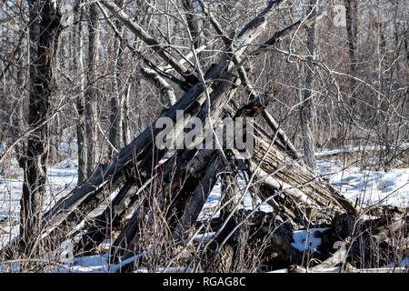 The soul of a tree is not lost once it falls; it becomes natures art form. Stock Photo