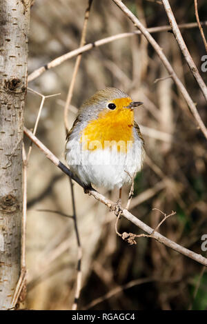 A robin resting on a branch, photographed in the foreground, with the background of the forest. Stock Photo