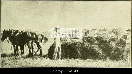 . Bulletin of the U.S. Department of Agriculture. Agriculture; Agriculture. GROWING FIELD CROPS IN" SUGAR-BEET DISTRICTS. 39 horses, such a crew digging 4 to 5 acres in a 10-hour day. The pota- toes are picked up by hand and placed in sacks or are put directly into wagons and hauled from the field to the storage cellar. If they are to be marketed they are hauled from the field to the sorter. The handwork of picking up potatoes is usually done at a contract rate per sack. Before marketing, the potatoes are run over a sorting screen, which takes out all the small ones. All imperfect tubers  Stock Photo