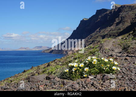 Asteriscus schultzii, Riscos de Famara, mit Blick nach La Graciosa, Lanzarote, Kanarische Inseln, Spanien Stock Photo