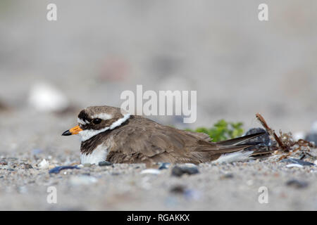 Common ringed plover (Charadrius hiaticula) breeding on nest on the beach in spring Stock Photo