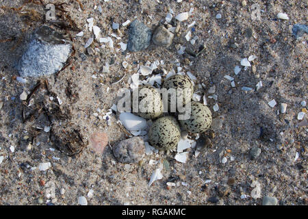 Common ringed plover (Charadrius hiaticula) clutch of four eggs in nest on sand on the beach in spring / summer Stock Photo