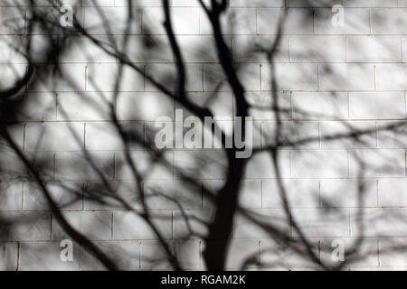 Shadow of tree creating abstract shadow shapes on white wall Stock Photo