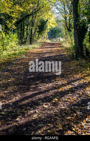 Autumn sunlight falling on a footpath through woodland, Colwick Country Park, Nottingham, England, UK Stock Photo