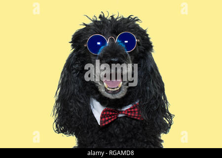 HAPPY DOG. FUNNY POODLE WEARING BLUE MIRROR SUNGLASSES AN A RED BOWTIE. ISOLATED SHOT AGAINT YELLOW BACKGROUND. Stock Photo