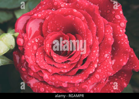 Macro of beautiful red rose in full bloom covered in water droplets from morning dew. Love and romantic concept. Stock Photo