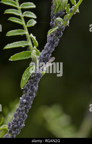 Black bean aphids feeding on the stem of Bush vetch Stock Photo