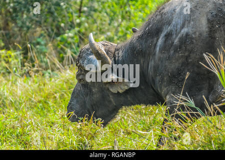 African cape Buffalo in Hluhluwe imfolozi game reserve grazing alone Stock Photo