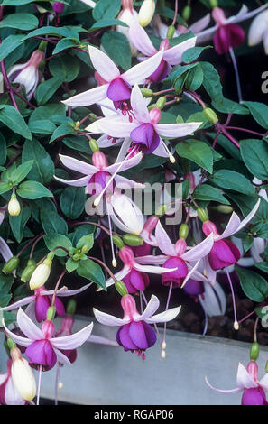 Fuchsia La Campanella has semi double flowers and is a bush fuchsia  Ideal for hanging baskets window boxes etc  Grow in full sun or partial shade Stock Photo