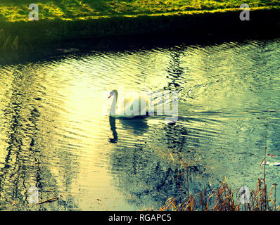 swan on golden pond in forth and clyde canal, Glasgow, Scotland,UK Stock Photo