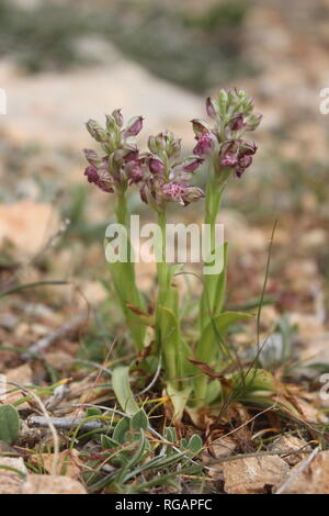 Flowering Anacamptis fragrans in the area of Mellieha, Malta Stock Photo