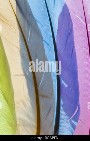 Colorful artificial feathers texture Stock Photo