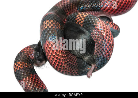 Nicaraguan Milk Snake (Lampropeltis triangulum) killling a brown mouse (Mus musculus). White background cut out. Stock Photo