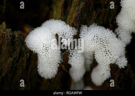 Coral slime mold, Ceratiomyxa fructiculosa Stock Photo