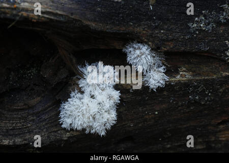 Cactus fungus, Tilachlidium brachiatum, known also as  Clavaria brachiata Stock Photo