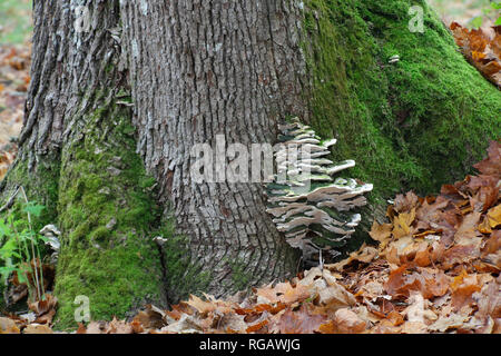 Mossy maple polypore, Oxyporus populinus Stock Photo