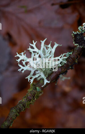 Evernia prunastri, also known as oakmoss, a beautiful lichen used widely in perfume industry as a fixative Stock Photo