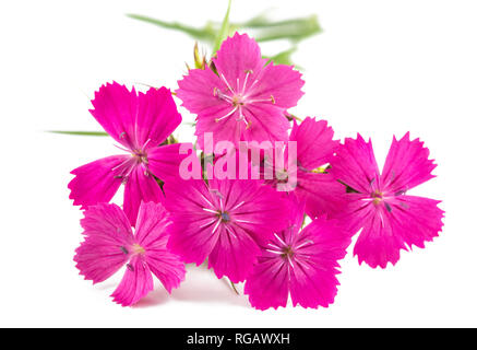 Carthusian Pink isolated on white background Stock Photo