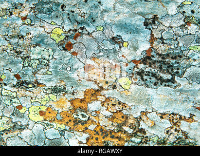 Texture Of Multi-Colored Lichen On A Rock Stock Photo