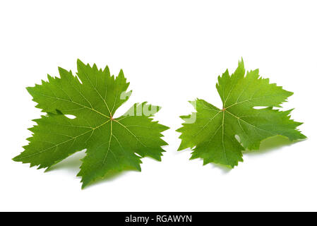 vine leaves isolated on background Stock Photo