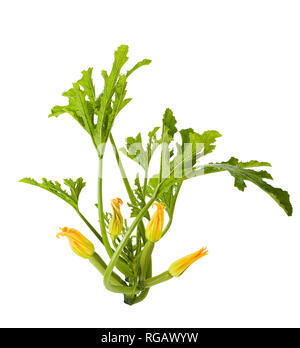 Courgette plant with flowers  on white background Stock Photo