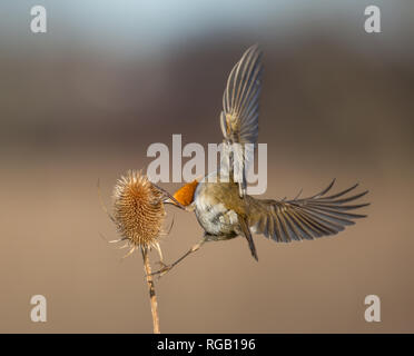 Rear view close up, wild UK robin bird (Erithacus rubecula) isolated outdoors feeding on prickly teasel wings spread wide. Robin in detail from behind. Stock Photo