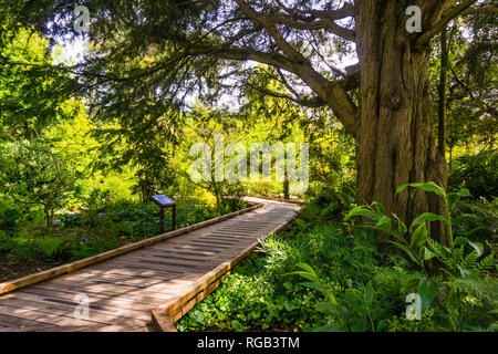 May 6, 2018 San Francisco / CA / USA - Wooden boardwalk meandering through a lush landscape in the Botanical Garden located in Golden Gate Park; infor Stock Photo