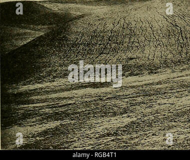 . Bulletin of the U.S. Department of Agriculture. Agriculture; Agriculture. PASTURE AND GEAIN CROPS FOE HOGS. 7 Wheat.—Wheat is generally used from the time the first spots in the field are nearly ripe, about the stift'-dough stage, until the stubble field is open or until field peas or some other crops are ready for use. It will be seen, then, that the season for using wheat is from four to six weeks. If used during a longer period, there may be considerable loss from shattering, and the autumn rains in some localities may also damage the crop. •A soft variety of wheat with a smooth club type Stock Photo